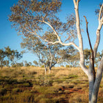 Australian Bush