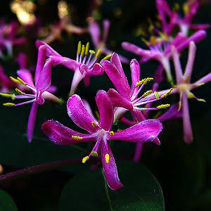 Japanese Honeysuckle